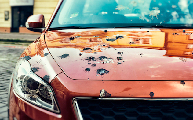 bird paint damage